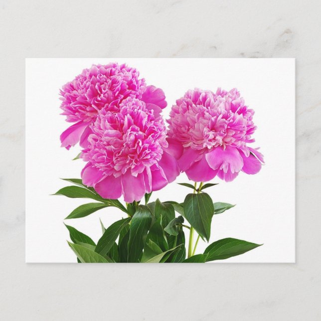 Floral Pink Peony Flower - Thank You, Hello Postcard (Front)