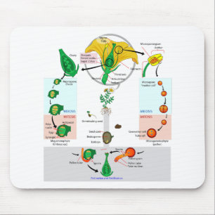 Floral Plant Angiosperm Life Cycle Diagram Chart Mouse Mat