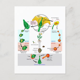 Floral Plant Angiosperm Life Cycle Diagram Chart Postcard