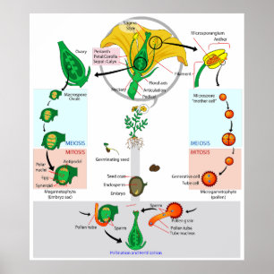 Floral Plant Angiosperm Life Cycle Diagram Poster