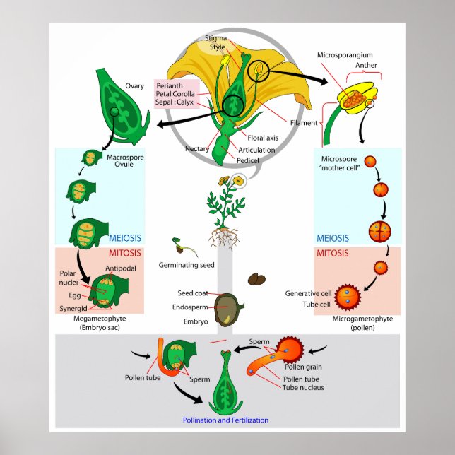 Floral Plant Angiosperm Life Cycle Diagram Poster (Front)