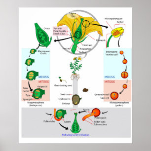 Floral Plant Angiosperm Life Cycle Diagram Poster