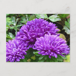 Floral Postcard