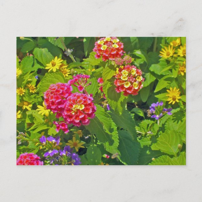 Floral  Postcard (Front)