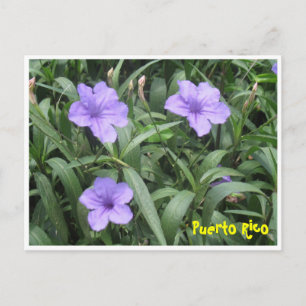 Floral Postcard