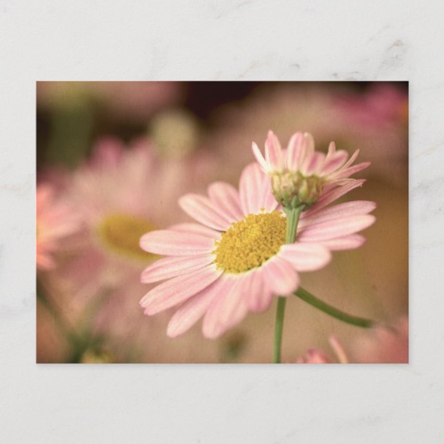 Floral Postcard (Front)
