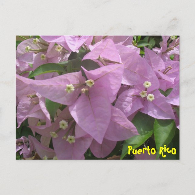 Floral Postcard 3 (Front)