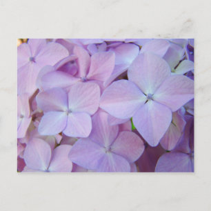 Floral postcards Lavender Purple Hydrangea Flowers
