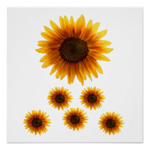 Floral Poster Sunflower