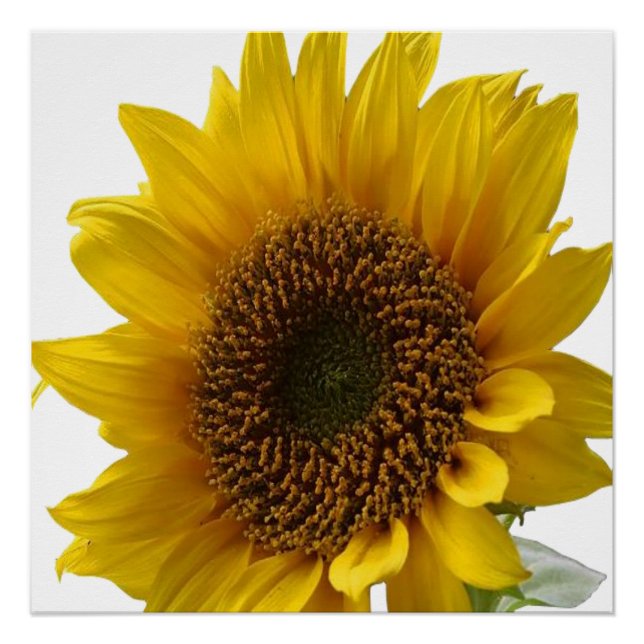 Floral Poster Sunflower (Front)