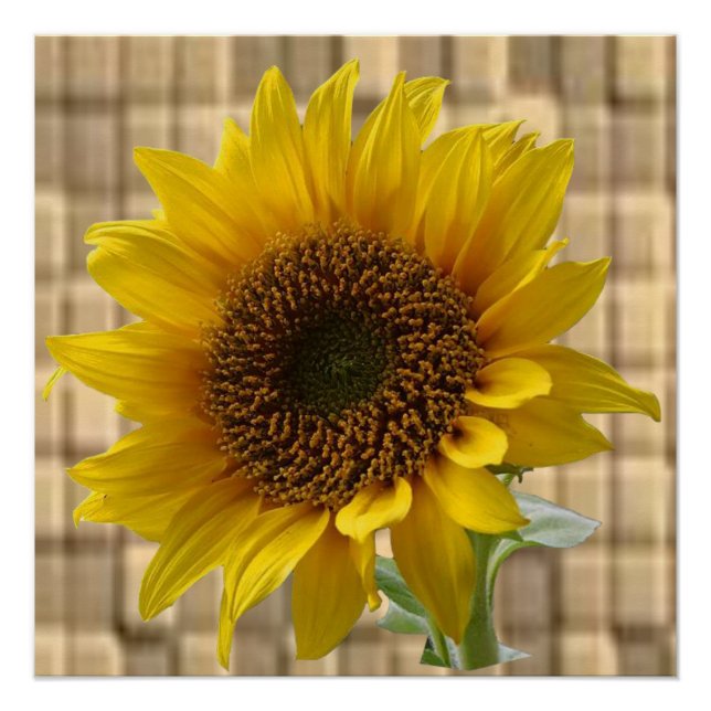 Floral Poster Sunflower (Front)