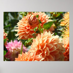 Floral posters Orange Dahlia Flowers Gardens