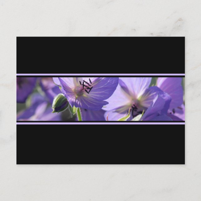 Floral Purple Black And White Postcard (Front)