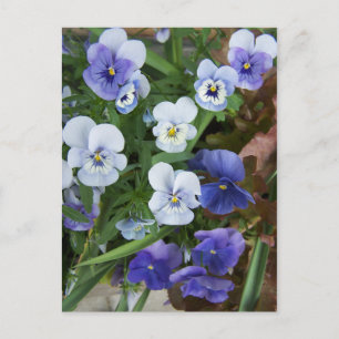 Floral Purple Pansy Flower Postcard