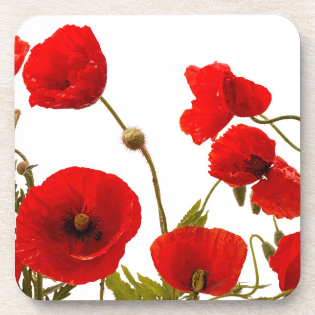 Floral Red Poppy Flowers White Background Spring Coaster (Front)