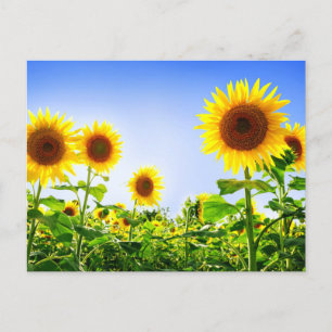 Floral Sunflower Yellow Flowers Blue Postcard