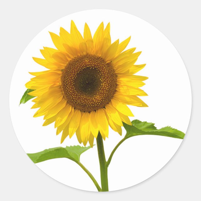 Floral Sunflower Yellow Sunflower Classic Round Sticker (Front)