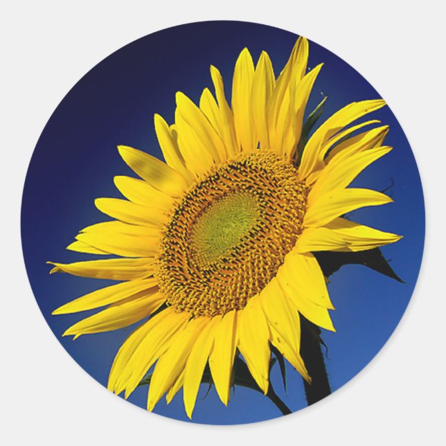 Floral  Sunflower Yellow Sunflowers Flower Wedding Classic Round Sticker (Front)