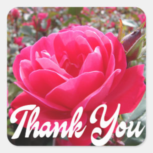 Floral Thank You Fuchsia Pink Rose Flower Square Sticker