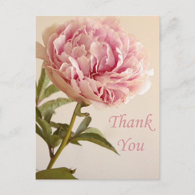 Floral Thank You Pink Peony Flower Postcard (Front)