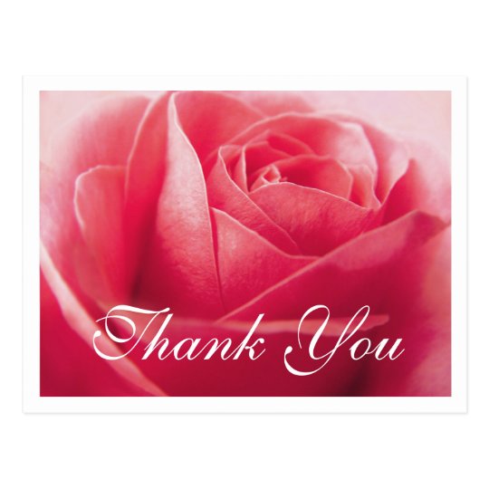 Floral Thank You Pink Rose Flower Postcard | Zazzle.co.uk