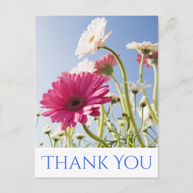 Floral Thank You Pink & White Gerbera Daisy Flower Postcard (Front)