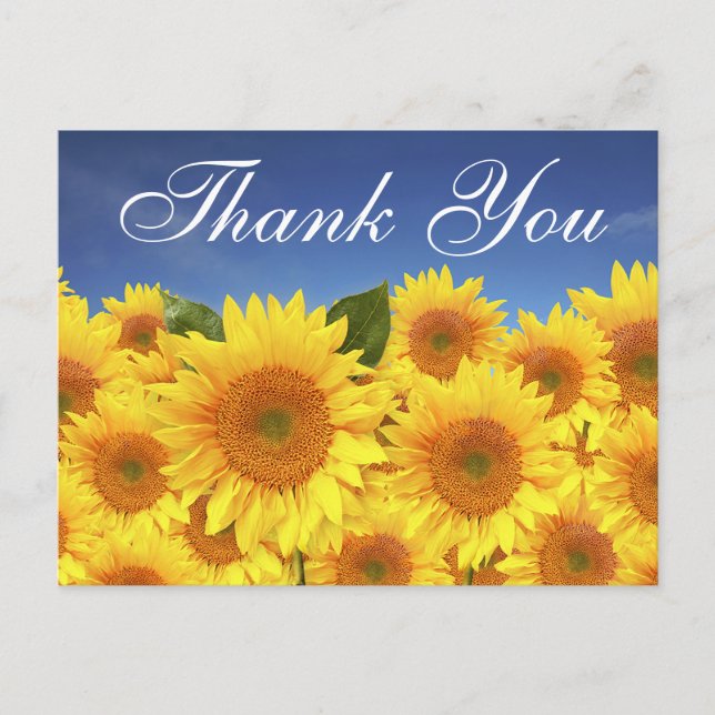 Floral Thank You Sunflowers Yellow Blue Flowers Postcard (Front)