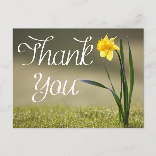 Floral Thank You Yellow Daffodil Flower Postcard (Front)