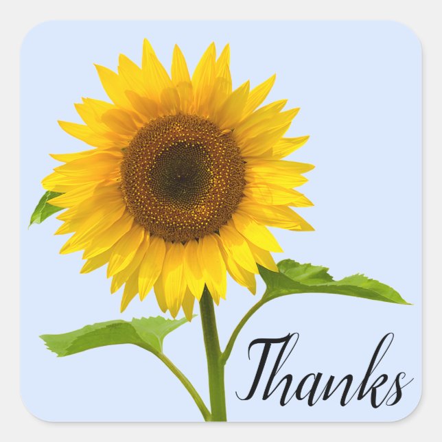 Floral Thank You Yellow Sunflower Blue Sky Square Sticker (Front)