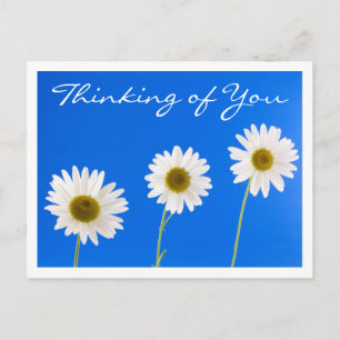 Floral Thinking of You White Daisy Flower - Hello Postcard