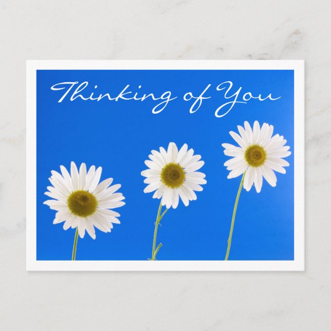 Floral Thinking of You White Daisy Flower - Hello Postcard (Front)