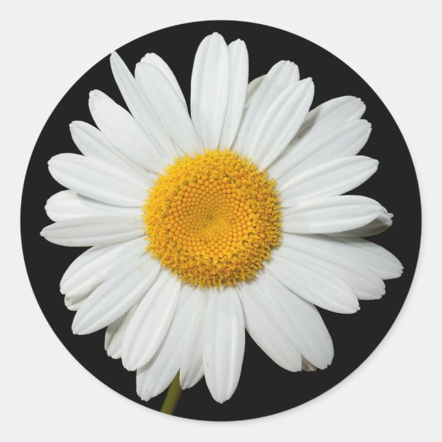 Floral White Daisy Flower Black Wedding Party Classic Round Sticker (Front)