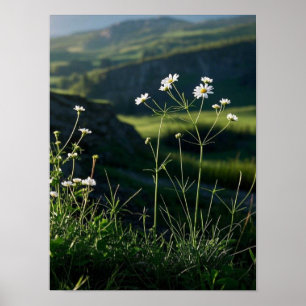 Floral White Daisy Nature Landscape  Poster