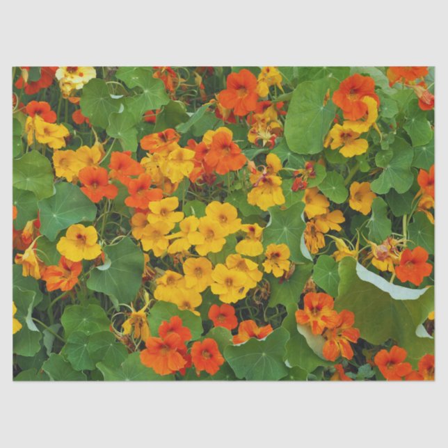 Floral Yellow and Orange Nasturtiums Photo Tissue Paper (Front)
