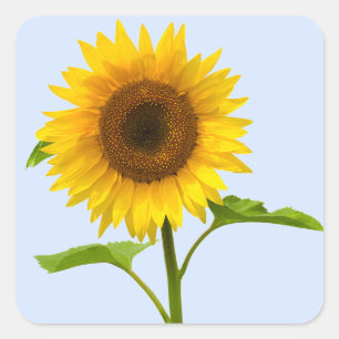 Floral Yellow Sunflower, Flower Love Square Sticker
