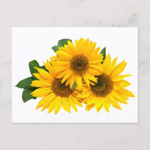 Floral Yellow Sunflower Flower - Thank You, Love Postcard