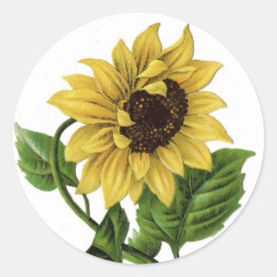 Floral Yellow Sunflower Vintage Flower Wedding Classic Round Sticker