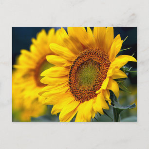 Floral Yellow Sunflowers - Hello, Love, Thank You Postcard