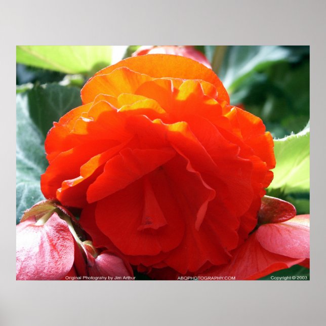 Floralscape/JDA030408107 Poster (Front)