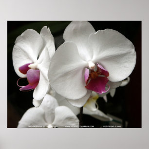 Floralscape/JDA030408109 Poster