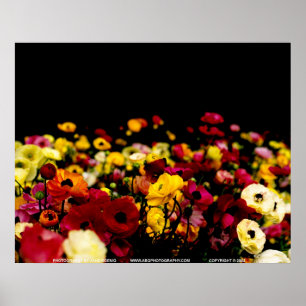 Floralscape/JSKCA001 Poster