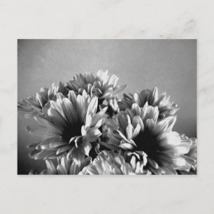 Floreal Black and White Postcard