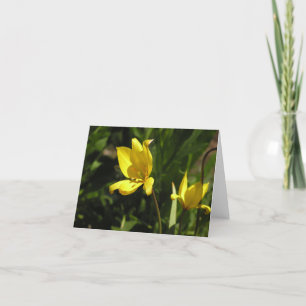 Florentine tulip (Tulipa sylvestris) Holiday Card