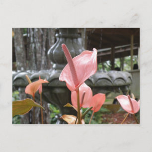 Flores Anturio Postcard