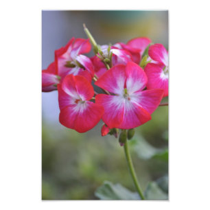 Flores, Flowers Photo Print