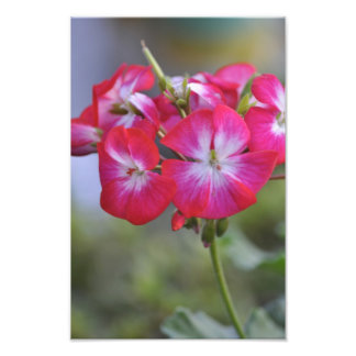 Flores, Flowers Photo Print