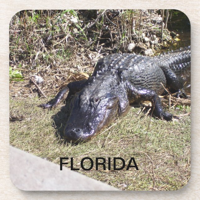 Florida Alligator Lounging in Warm Sunshine Coaster (Front)