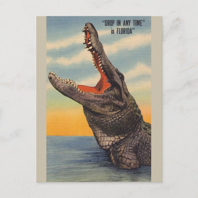 Florida Alligator Post Card (Front)