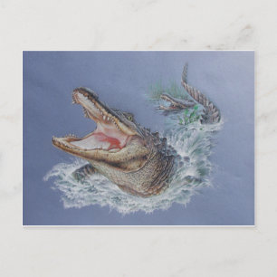 Florida Alligator Postcard