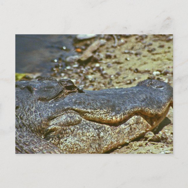 Florida Alligator Postcard (Front)